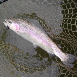 大安トラウトレイク 釣果